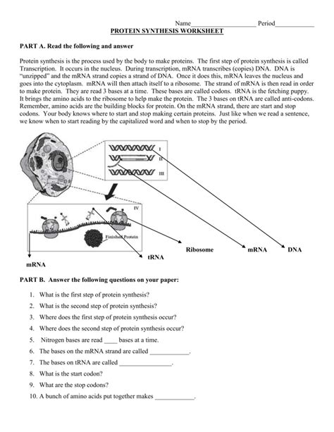 protein synthesis review worksheet answers